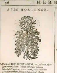 Persil commun (Petroselinum crispum), gravure de Castore Durante
