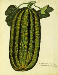Courge Oblongue Verte par Ulisse Aldrovandi (1522 – 1605) planche publiée dans Piante Fiori Frutti
