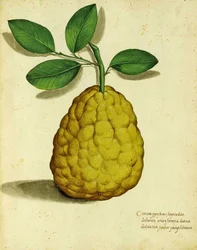 Citron ancien par Ulisse Aldrovandi