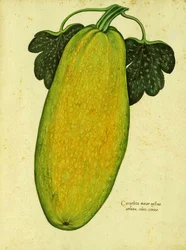 Courge ancienne par Ulisse Aldrovandi