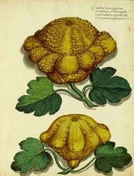 Courge patrimoniale par Ulisse Aldrovandi