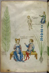 Illustration de la prêle des champs [hyppuris] et de l