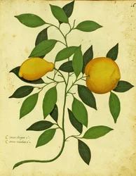 Citron Héritage Italien par Ulisse Aldrovandi (1522 – 1605) planche publiée dans Piante Fiori Frutti