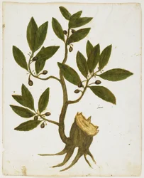 Laurier (Laurus nobilis)