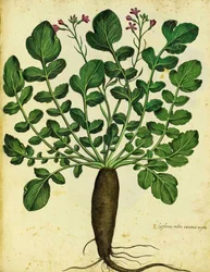 Radis noir long par Ulisse Aldrovandi