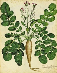 Long Radis Blanc par Ulisse Aldrovandi