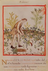 Récolte de Panais et de Carottes, de 