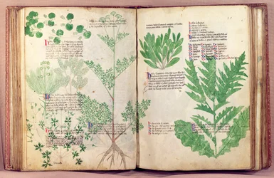 Ms Lat 6823 fol.19v & 80 Plantes de De Herbis par Manfredus de Monte Imperiali, vers 1330-40