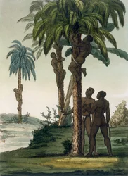 Les indigènes grimpent aux palmiers en utilisant des élingues autour de leurs hanches, vers 1820-1830