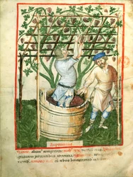 Récolte et pressage des raisins, du Tacuinum Sanitatis, c.1390-1400