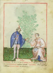 Roses, du Tacuinum Sanitatis, c.1390-1400