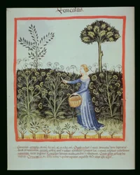 Nova 2644 f.41v Récolte du fenouil, Tacuinum Sanitatis Codex Vindobonensis
