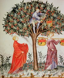 Nova 2644 fol.12r Cueillette des cerises, du Tacuinum Sanitatis Codex Vindobonensis