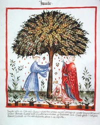 Récolte de jujubes, de Tacuinum Sanitatis Codex Vindobonensis