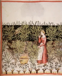 Nova 2644 fol.49 r Récolte de Pois Chiches, Tacuinum Sanitatis Codex Vindobonensis