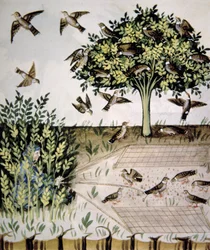 Tourterelles, illustration du Tacuinum Sanitatis Codex Vindobonensis