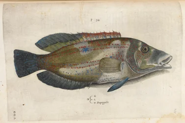 Papagallo (Nematistius pectorialis), illustration de 