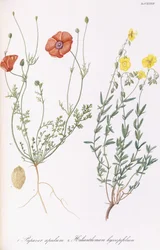 Papaver apulum et Helianthemum hyssopifolium, 1811-1838