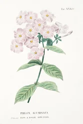 Phlox Acuminata, Planche XXXIV, de "L