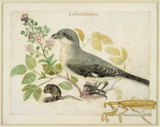Pie-grièche et mante religieuse (pour le Musée de Papier de Cassiano dal Pozzo)