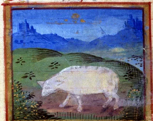 Signe du Bélier. Horoscope italien, milieu du XVe siècle