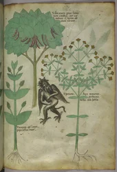 Sloane 4016 f.103 Miniature de plantes et un démon : l