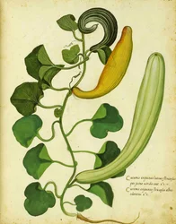 Gourde serpent par Ulisse Aldrovandi