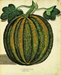 Courge par Ulisse Aldrovandi (1522 – 1605) planche publiée dans Piante Fiori Frutti