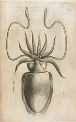 Calmar, illustration de 