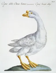 Cygne, vers 1767-76