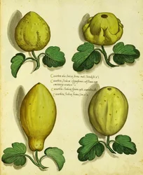 Variétés de courges patrimoniales