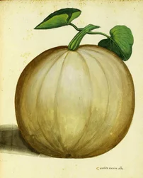 Courge blanche