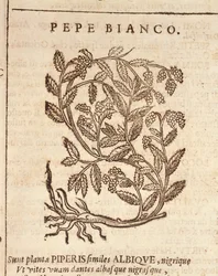 Poivre blanc du poivrier noir (Piper nigrum), gravure par Castore Durante