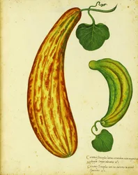 Concombre arménien jaune par Ulisse Aldrovandi