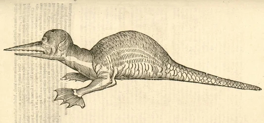 Illustration de Draco marinus monophthalmos bipes de l