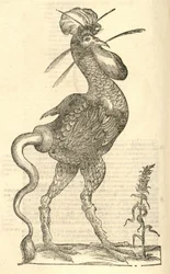 Illustration de Gallus monstrosus de l