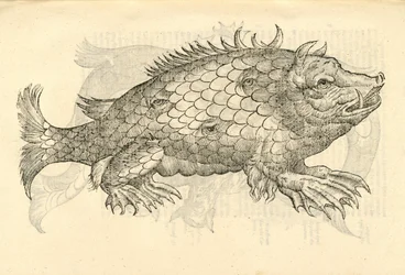 Illustration de Monstrosus Sur marinus de l