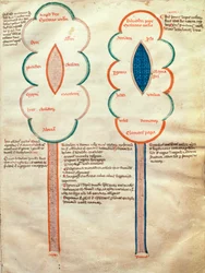 ms. ASPi, C.M. 15, c.4r Deux fleurs symboliques, une page du Liber figuratum e le proemissiones gioachimitiche, par Joachim de Flore (c.1135-1202)