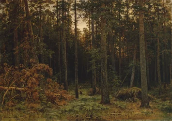 Forêt de pins, 1885