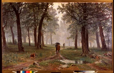 Pluie dans une forêt de chêne