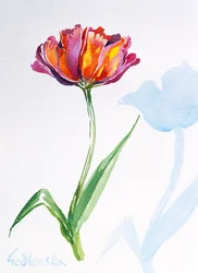Tulipe