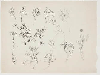 Esquisses de fleurs