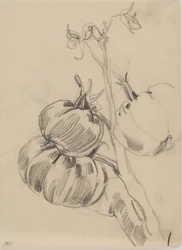 Fruits
