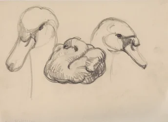 Cygne et têtes de cygnes