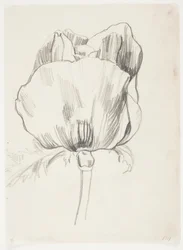 Coquelicot