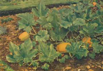 Courges, 1947