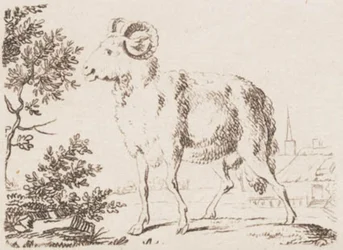 Un bélier