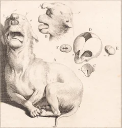 Un chiot difforme