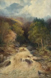 Une forêt de montagne