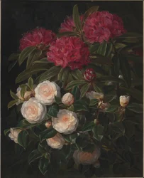Camélias et rhododendrons